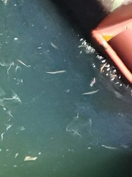 ヒラスズキ75cm(自己記録)(^^)