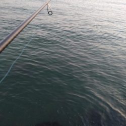 フクラギ３匹　サバ１匹