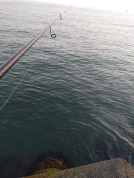 フクラギ３匹　サバ１匹