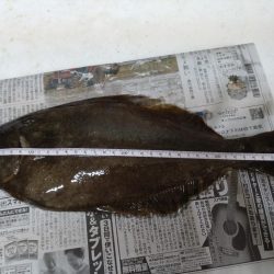 ヒラメ１枚、フクラギ１匹