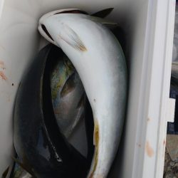 マゴチ１匹！フクラギ多数！