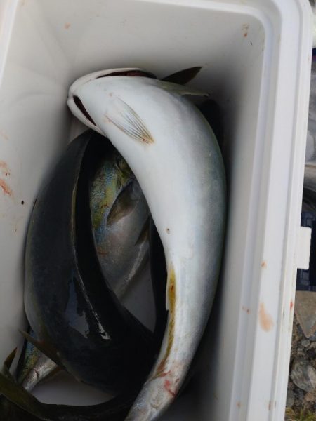 マゴチ１匹！フクラギ多数！