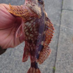 小さいけど今年初めてのメバル