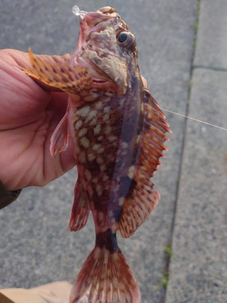 小さいけど今年初めてのメバル