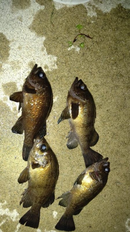 久しぶりのメバリングに満足