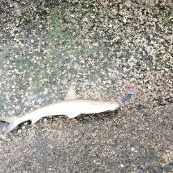 数が釣れて楽しめたけど💦