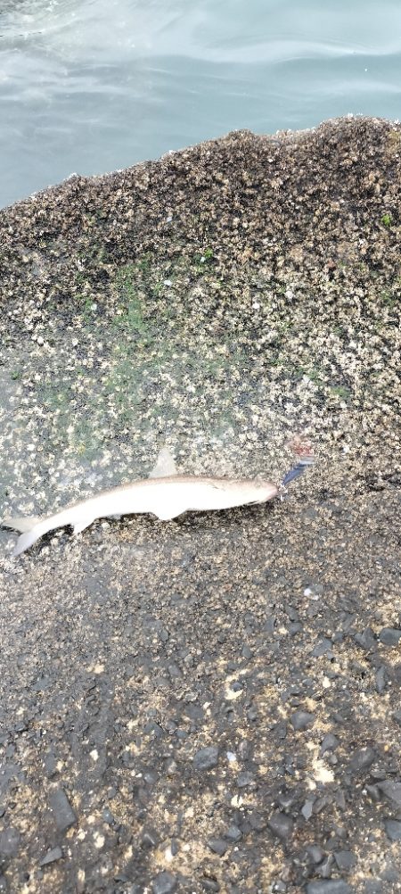 数が釣れて楽しめたけど💦