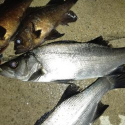 大型メバル不発