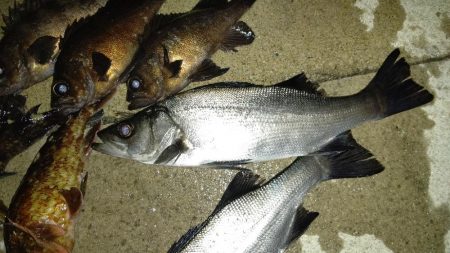 大型メバル不発