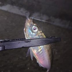 持ってて良かったタングステン！