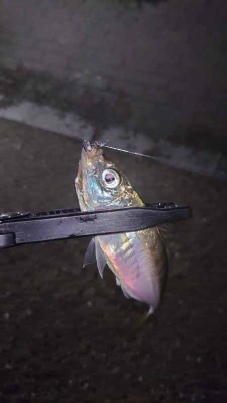 持ってて良かったタングステン！