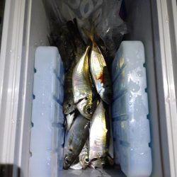 ナイトボートアジング　リベンジ