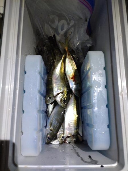 ナイトボートアジング　リベンジ