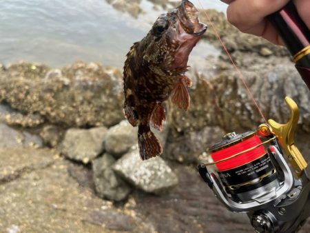 今回の天草ではやっと１匹釣ることが出来ました