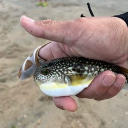 投げ釣りの季節が始まりました