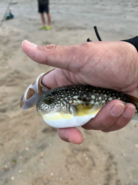 投げ釣りの季節が始まりました