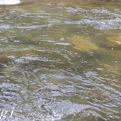 引原本流で大アマゴ登場！