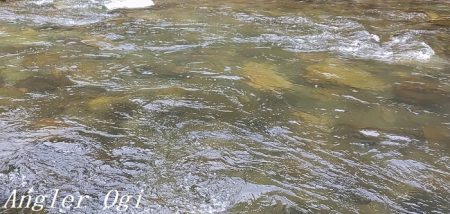 引原本流で大アマゴ登場！