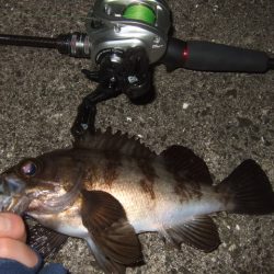 格安ベイトフィネスリールでメバル釣行に