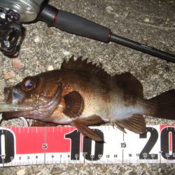 ベストシーズン到来