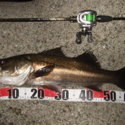 バチパターンからの変化