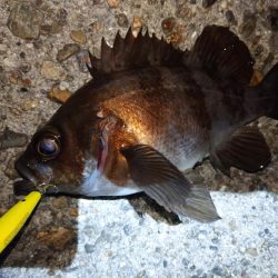 久しぶりの釣果
