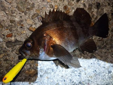 久しぶりの釣果
