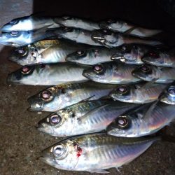 雨の日アジング