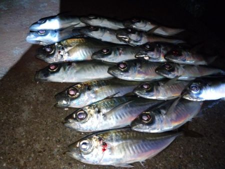 雨の日アジング