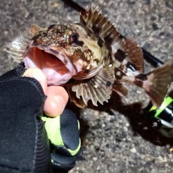 2024/04/01 南港ライトゲーム釣行