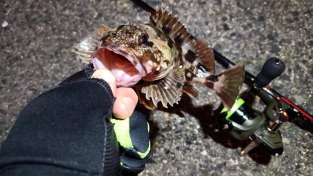 2024/04/01 南港ライトゲーム釣行