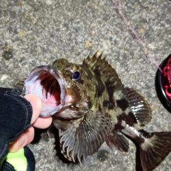 2024/04/04 舞洲ヘチ釣り釣行