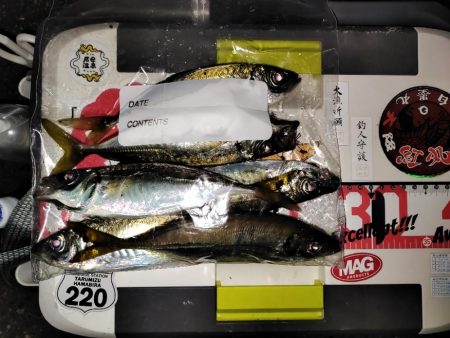 アジング＠南港