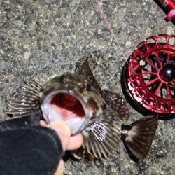 2024/04/09 舞洲方面ヘチ釣り釣行