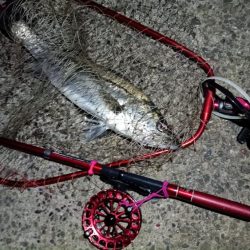 2024/04/11 舞洲方面ヘチ釣り釣行