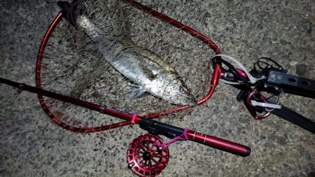 2024/04/11 舞洲方面ヘチ釣り釣行