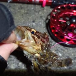 2024/04/13 南港ヘチ釣り釣行