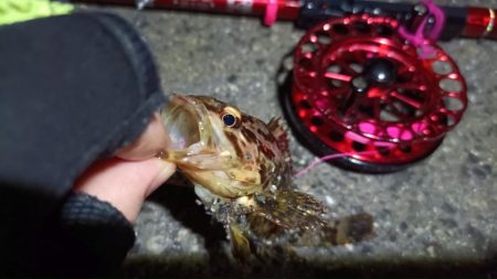 2024/04/13 南港ヘチ釣り釣行