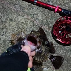 2024/04/14 南港ヘチ釣り釣行