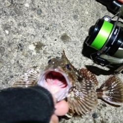 2024/04/15 南港ライトゲーム釣行