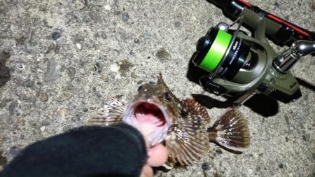 2024/04/15 南港ライトゲーム釣行