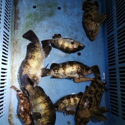 コウイカエギングとメバリング