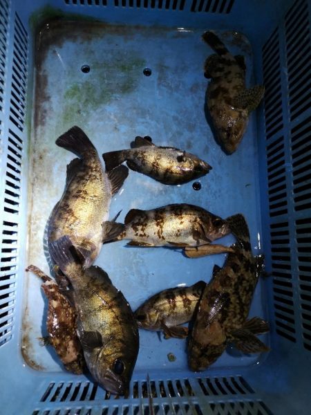 コウイカエギングとメバリング