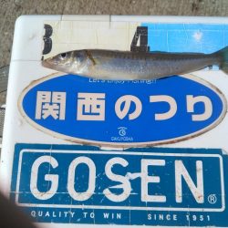 魚住港のキス調査