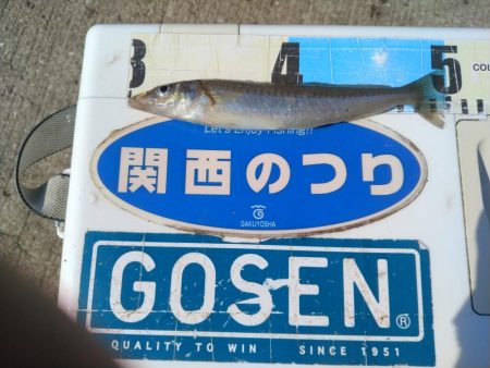 魚住港のキス調査
