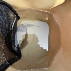 花見カレイ不発！癒しのテンコチ