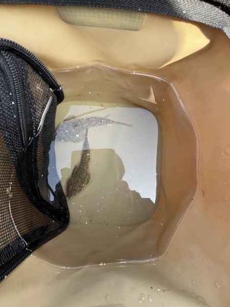 花見カレイ不発！癒しのテンコチ