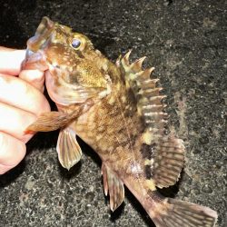 良型アジを探して