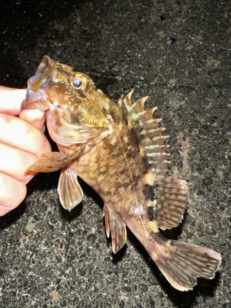 良型アジを探して