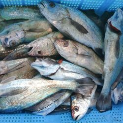 泉州丸　釣果